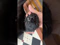 【家有猫三宝】会聊天的小猫谁不爱 猫 cat pets funny 宠物生活 寵物 貓咪