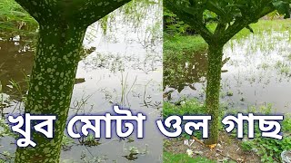 ওল ডাঁটা : খুব বড়ো একটি ওল গাছ / Elephant Yam