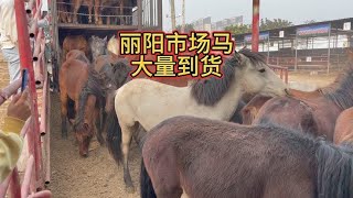 丽阳牲畜交易市场新马到货【丽阳牲畜市场】