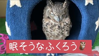 眠そうなふくろう🦉