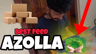 കോഴി വളർത്തുന്നവർക്ക് പറ്റിയ ആഹാരം How to pack azolla for courier online | courier available