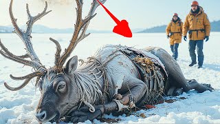 Arctic Miracle Saving a Wounded Reindeer with Mysterious Honeycomb Scars