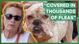 Tia Torres Rescues A Bulldog That Was Left To Die | Pit Bulls \u0026 Parolees