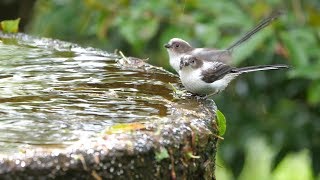 権現山バードサンクチュアリのエナガ（幼鳥）のぎこちない水浴び　その１１（4K60P動画）