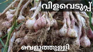 How to Grow Lots of Garlic | ഒരു അല്ലി വെളുത്തുള്ളി കൊണ്ട് കാട് പോലെ വെളുത്തുള്ളി|