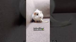 一生懸命レタスを食べる赤ちゃんモルモット　baby guinea pig