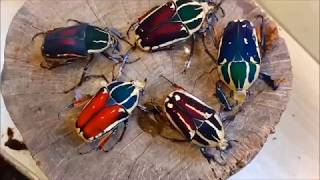 Mecynorrhina torquata ugandensis colour variations, new beetles !!!