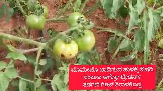 ಟೊಮೆಟೊ ಕಾಯಿ ಕೊರಕ ಹುಳ ಔಷದಿ/ Tomato Damages Insects Treatment@Sanjana Agro Traders Agricultur Consult