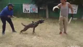 Adiestramiento canino Apolo cuanalo Guardia y protección civil