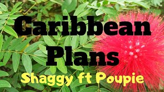 SHAGGY - Caribbean Plans (REMIX) Lyrics ft. Poupie #shaggy #carribbean #poupie #summer