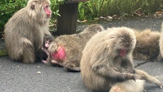 屋久島猿