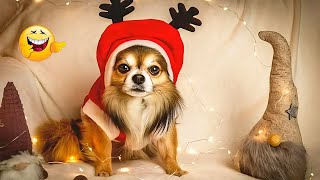 Funny Pets 🐶 Funny Christmas Animal Videos That Will Make You Laugh Non-Stop🎄🐱