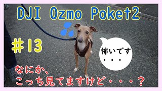 ♯13 DJI Ozmo Pocket2を買ったので、愛犬の散歩動画を撮影したらやたらカメラレンズが気になるようでチラチラ見てきます。（オズモポケット使ってみた）