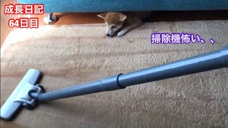 【成長日記64日目】掃除機vs豆柴子犬