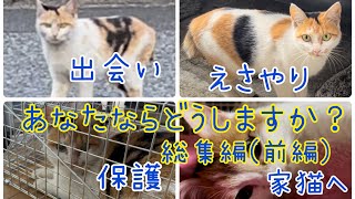 野良猫から家猫へ　毎日来るようになった三毛猫を保護して100日　総集編(前編)