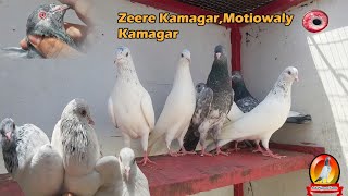 ZEERE KAMAGAR aur MOTIOWALY KAMAGAR Kabotar