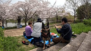 German Shepherd dog enjoys watching cherry blossoms with a special lunchbox the grandma made!