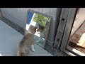 愛犬に鏡を見せると・・・　　when you show your dog the mirror...