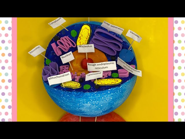 Animal Cell Project 7th Grade Julian Jackson On X Plant And Animal