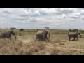 elephants charge lions