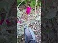 deadheading rose campion ✂️🌸 • vertical video tutorial • growing home gardening