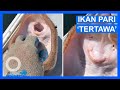 Ikan Pari ‘Tertawa’ Saat Digelitik, Tapi Ternyata Mati Lemas - TomoNews