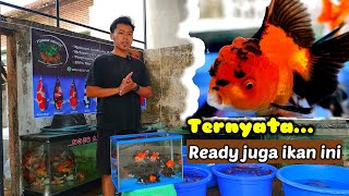 ‼️TERNYATA FISHMAN AQUATIC NGGAK CUMA KOI‼️