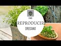 COMO REPRODUCIR OREGANO POR ESQUEJE MUY FACIL