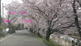 賀茂川の桜　御園橋～上賀茂橋　　御園橋～西賀茂橋　2021 3 10編集作成