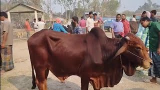 মাতাজি গরুর হাট থেকে ষাঁড়  ও গাভী গরুর দাম|৮/৩/২৩