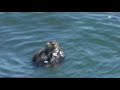 Santa Cruz's viral otter returns