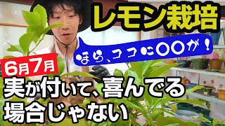 【レモン栽培6月7月】夏の手入れが大事！「肥料」「水やり」「摘果」「害虫」