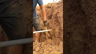 Digging and harvesting yam with a simple tool #amazing