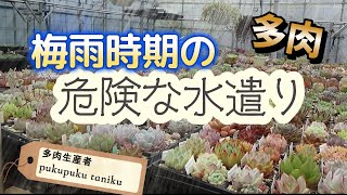 【多肉】梅雨時期の「危険な水遣り」　多肉生産者「pukupuku taniku」