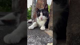 【伏見稲荷】ちゃんとお返事してくれるハチワレ猫ガツガツ　A cat that responds properly