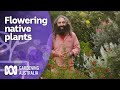 The best flowering native plants to grow in Spring | Australian native plants | Gardening Australia