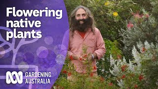 The best flowering native plants to grow in Spring | Australian native plants | Gardening Australia