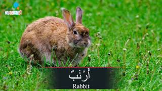 കാട്ടിലെ മൃഗങ്ങൾ | Animals in Arabic | Wisdom Balavedhi | حَيَوَانَاتٌ