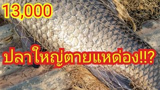 #ลงแหบ่อหาร 13,000 คนละ 700 ปลาใหญ่อยู่หมัดกับแหด่อง!?