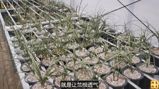 阳台养兰花用什么植料好？是腐殖土还是颗粒植料？都说说自己看法