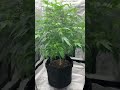 White Widow Grow Show #2 - is she in flowering stage?