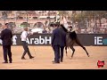 n.107 maher al sayed menton 2018 yearling colts class 6b