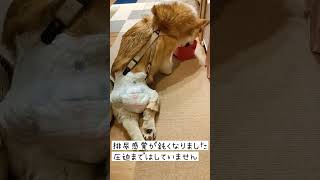 両足まで進行しました 前足に負担かかってるよね？ #shorts #コーギー犬 #介護犬 #車椅子犬 #犬 #corgi #コーギー