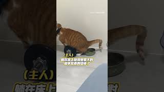 超強 #橘貓 尿尿精準射擊食物碗 主人當場傻眼XD #寵物 #Shorts @funny_videos