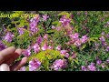 indigo plant indgio flowers