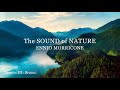 ennio morricone the sound of nature season 3 spring soundtracks collection rem...