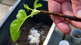 Feigen (Ficus carica) Stecklinge aus Perlit \u0026 Liadrain Blähton befreien. In ideales Substrat setzen