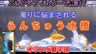 【金魚飼育】スポンジフィルターの実力をこの目で確かめる準備(笑)