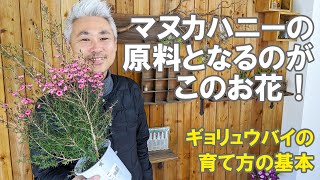 ギョリュウバイ（魚柳梅）の育て方 植え替え 剪定 花はマヌカハニーの原料！ 難しくないやり方！