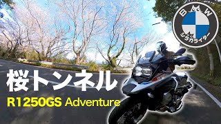 桜トンネル　〜R1250GS〜